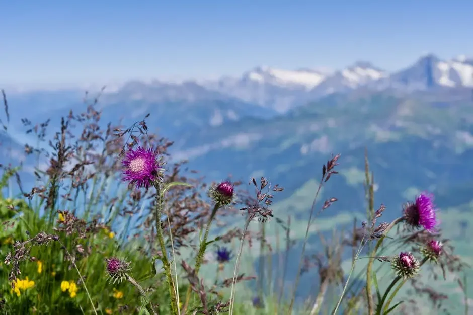 Chocolat Suisse: Les Herbes Alpines, Nouvelle Vague? - illustration 1