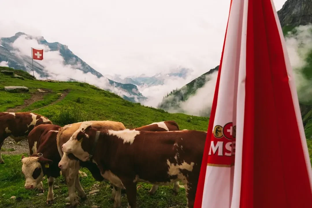 Musées du Chocolat Suisses: Quelle Expérience unique en 2026? - illustration 2