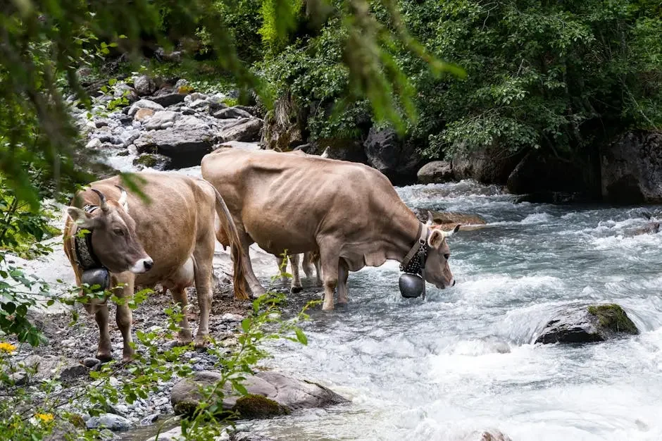 Pourquoi le lait alpin rend le chocolat suisse si crémeux ? - illustration 1